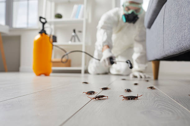 Commercial Rodent Management in Crystal City
